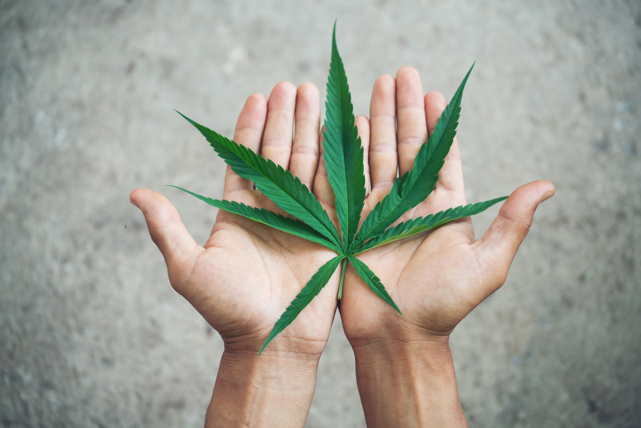 Hand holding marijuana leaf -